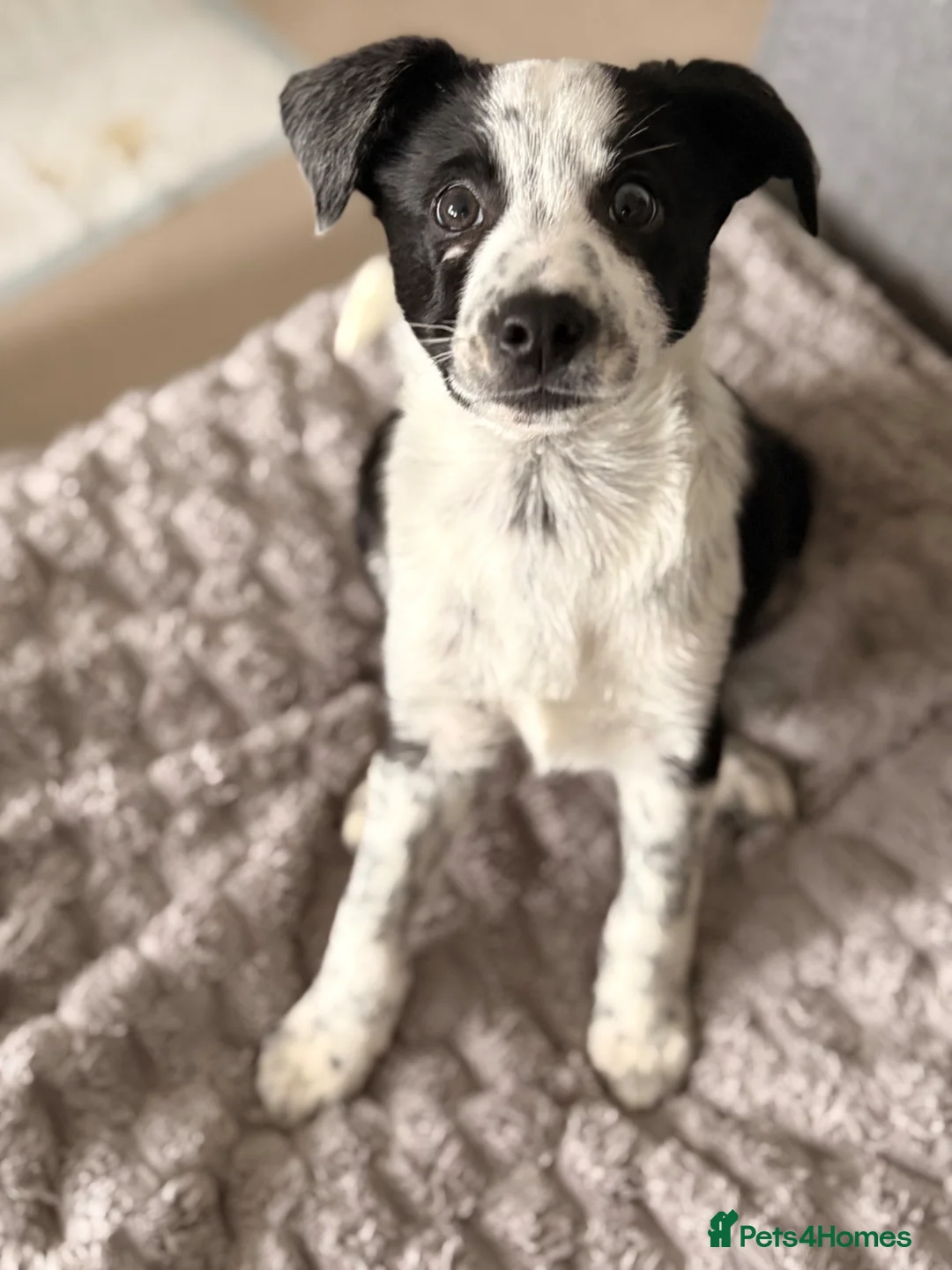 Border Collie dogs for sale: Shepard  - Advert 2