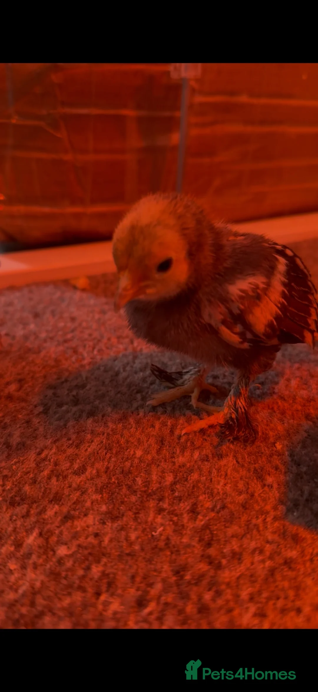 Mixed Breed birds for sale: 2 gold and grey baby chicks  - Advert 2