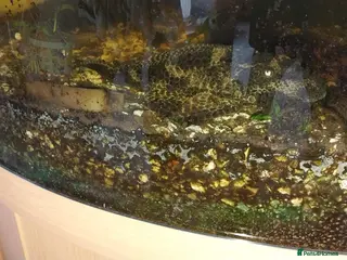 Catfish fish Free to loving home - Advert 1