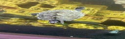Sharks fish for sale: Tropical fish  in Port Talbot - Advert 10