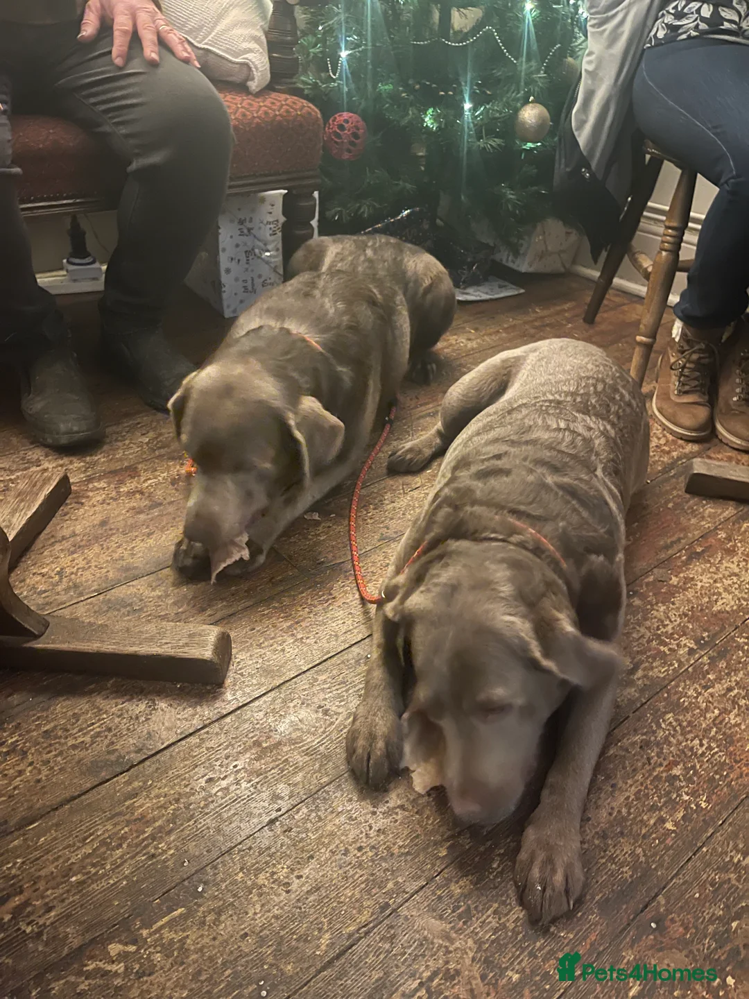 Labrador Retriever dogs for sale: Stunning pure pedigree silver labrador puppies - Advert 13