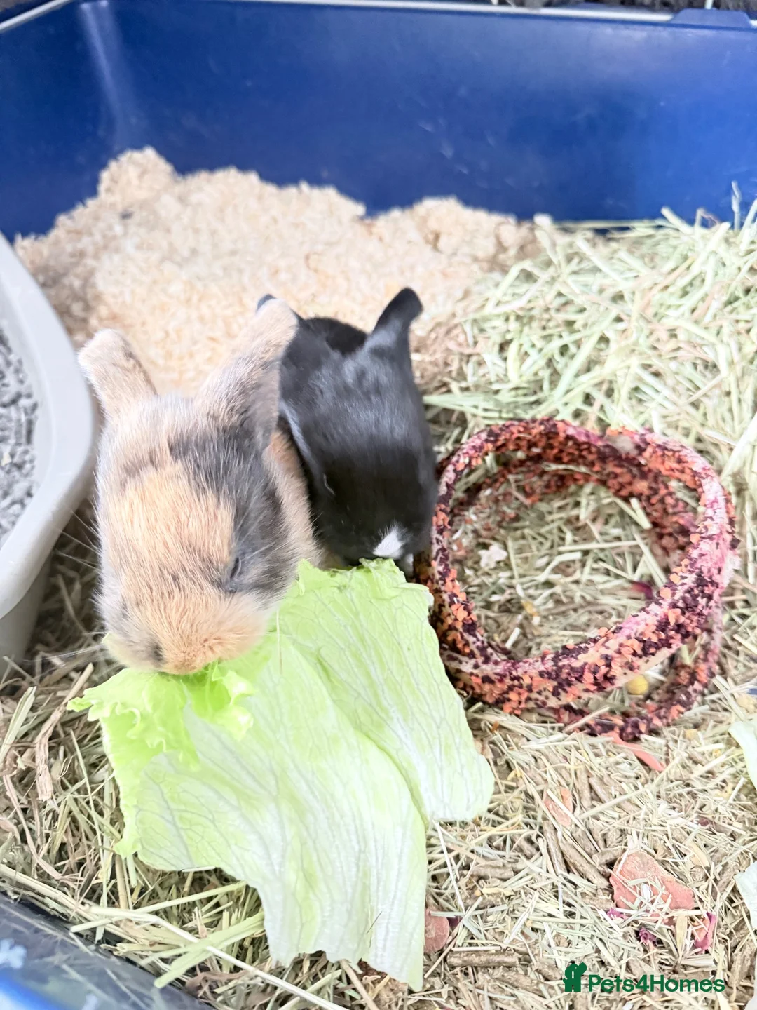 Mixed Breed rabbits for sale: Sell rabbits  in Corby - Advert 1