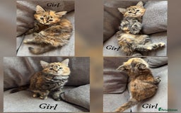 Mixed Breed cats for sale: 9 Beautiful Mixed Kittens - Image 8