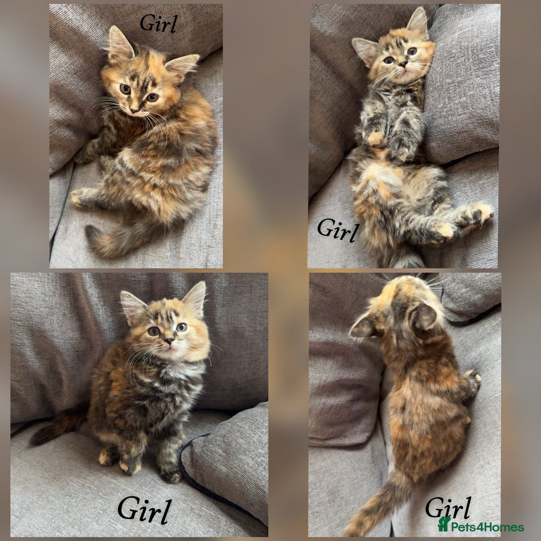 Mixed Breed cats for sale: 9 Beautiful Mixed Kittens - Image 8
