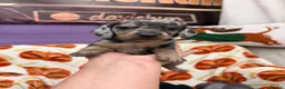 Miniature Dachshund dogs for sale: 4 adorable miniature dachshund boys available  - Advert 17