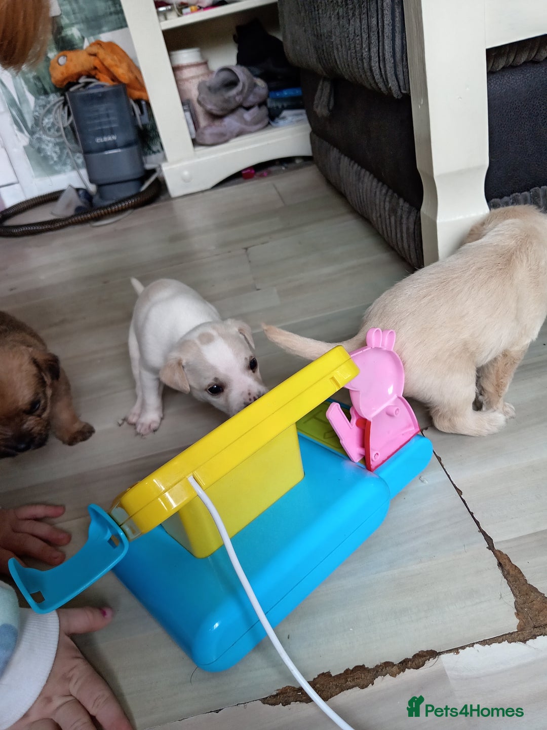 Mixed Breed dogs for sale: Patterdale mix - Image 2
