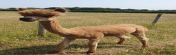 Alpaca livestock for sale: Selection of Alpacas for Sale - Advert 5