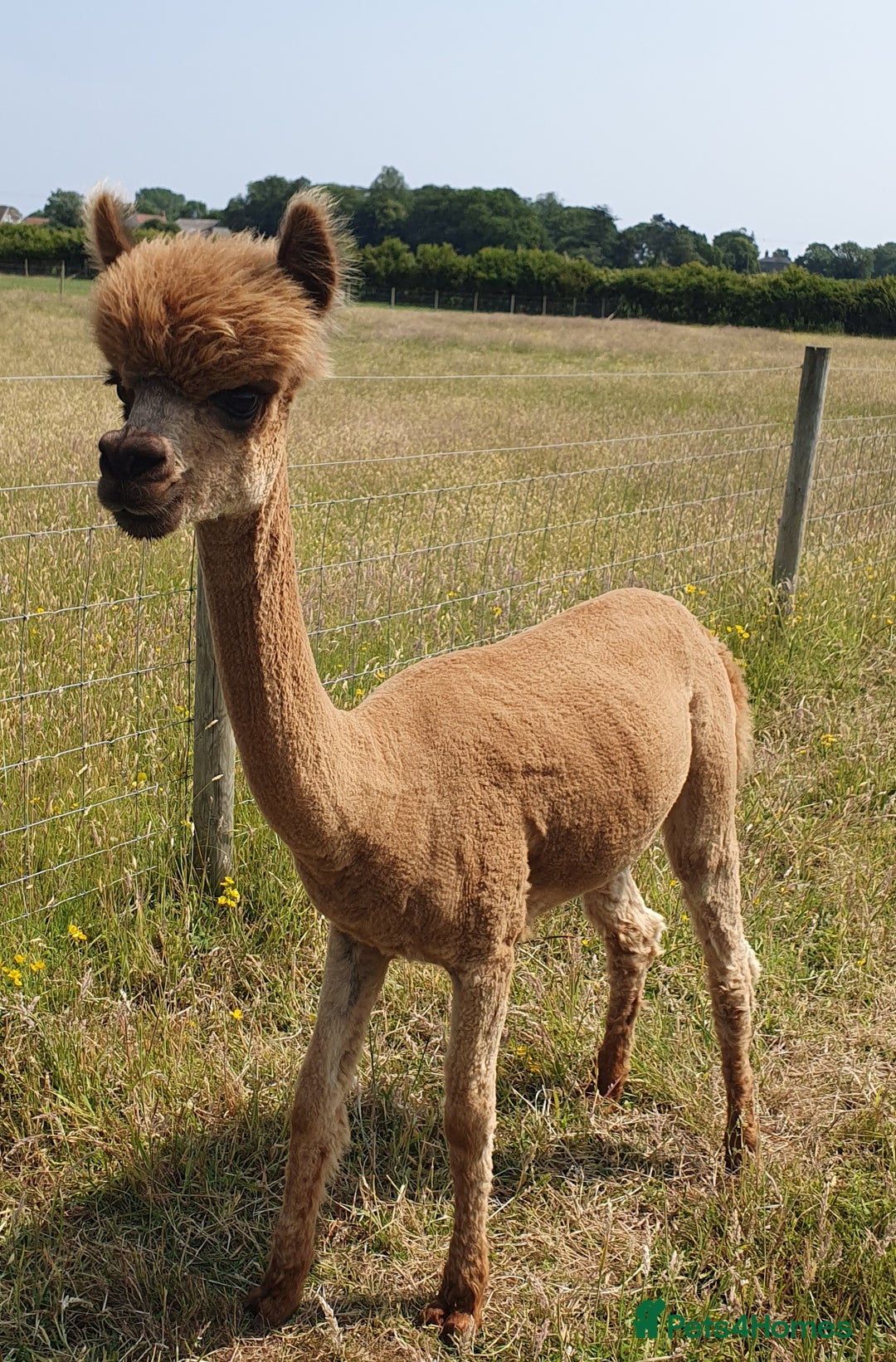 Alpaca livestock for sale: Selection of Alpacas for Sale - Advert 5