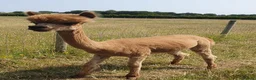 Alpaca livestock for sale: Selection of Alpacas for Sale - Advert 5