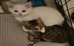 Mixed Breed cats for sale: X5 kittens  - Image 11