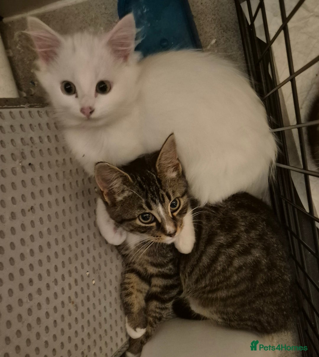 Mixed Breed cats for sale: X5 kittens  - Image 11