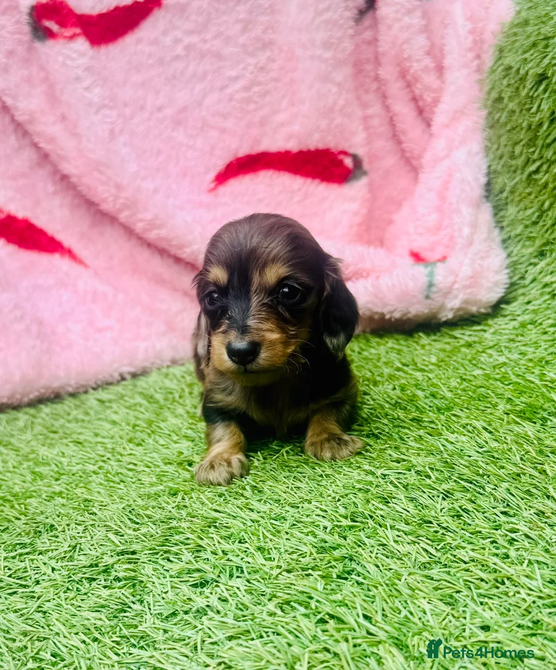 Miniature Dachshund dogs for sale: Long haired miniature dachshund puppies - Advert 2