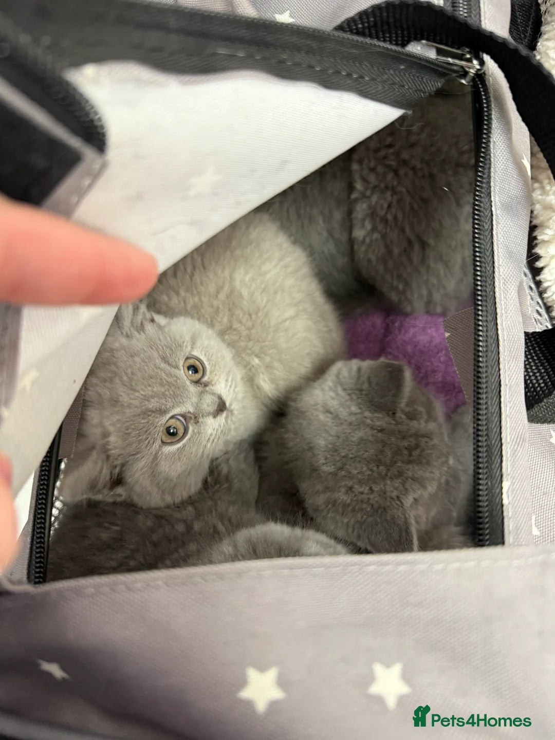 British Shorthair cats for sale: 2 British shorhair girls available  - Advert 24