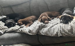 Mixed Breed dogs for sale: 🐾🐾🐾Siberian husky/french spaniel puppies 🐾🐾🐾 - Image 4