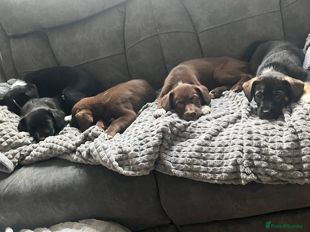 Mixed Breed dogs for sale: 🐾🐾🐾Siberian husky/french spaniel puppies 🐾🐾🐾 - Image 4