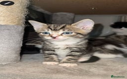Ragdoll cats for sale: Ragdoll x Tabby Mix Kittens - Image 3