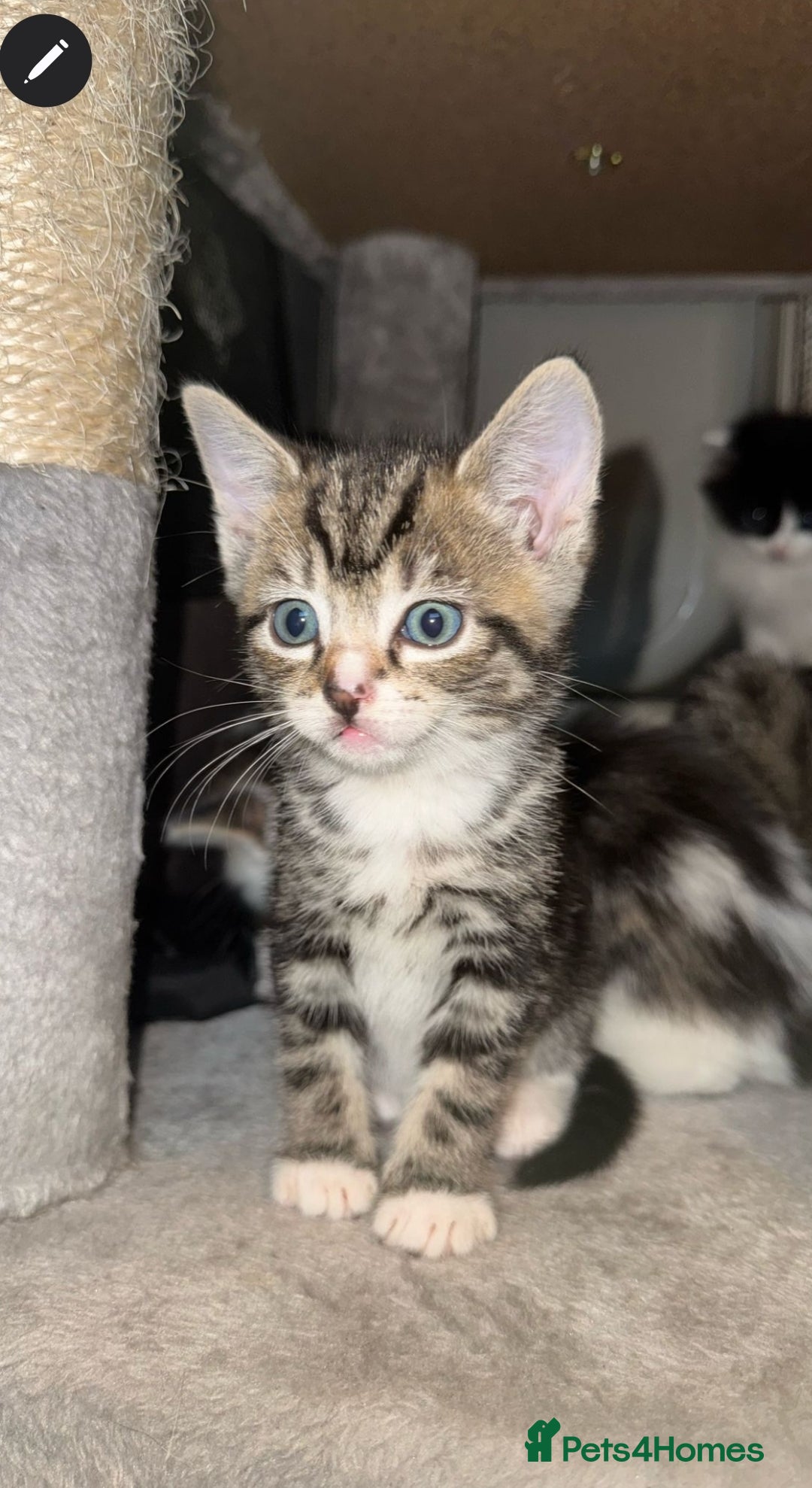 Ragdoll cats for sale: Ragdoll x Tabby Mix Kittens - Image 3