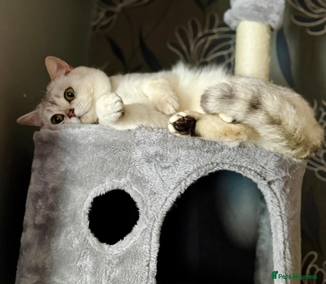 Mixed Breed cats for sale: Ragdoll x scottish straight - Advert 2
