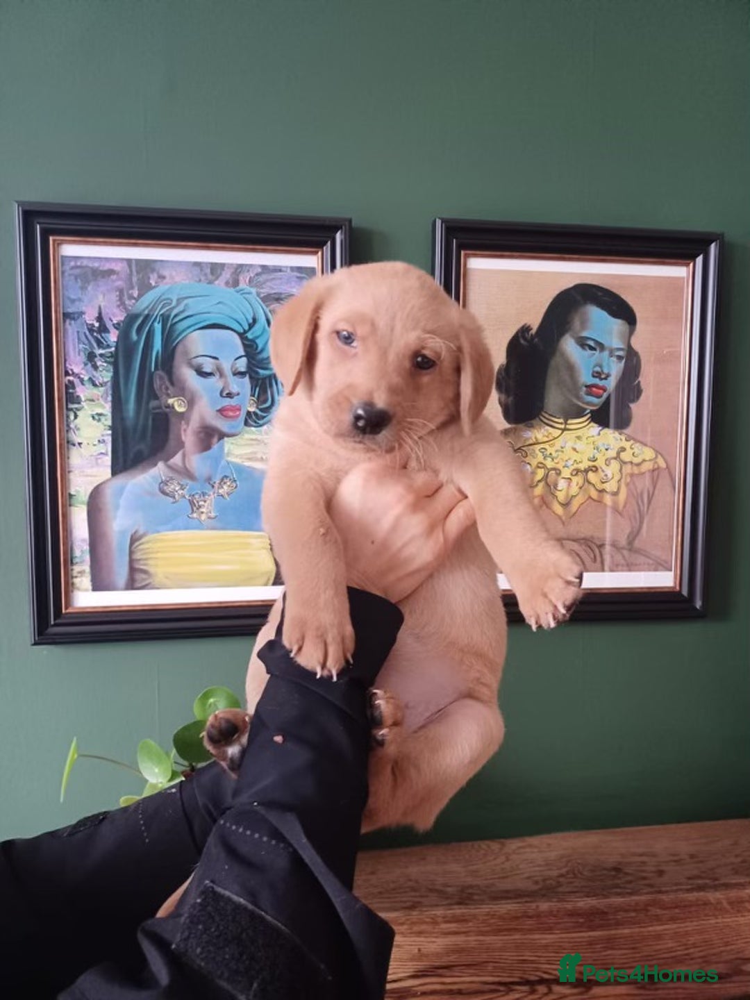 Labrador Retriever dogs for sale: Beautiful Kc registered Royal bloodline Labrador  - Advert 6