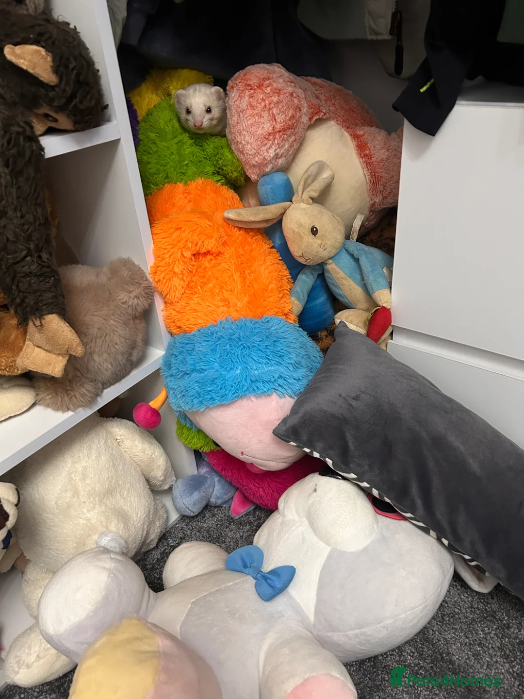 Ferret rodents for sale: Hugo semi angora sandy ferret  - Advert 7