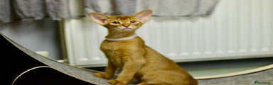 Abyssinian Kitten 1