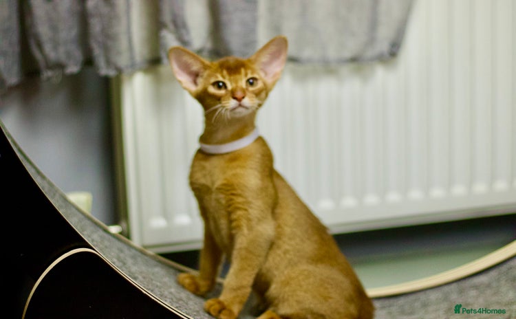 Abyssinian cats - Advert 3