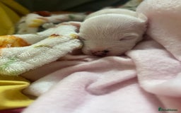 Jack Russell dogs for sale: Stunning Miniature Jack Russell Puppies!!! - Image 9