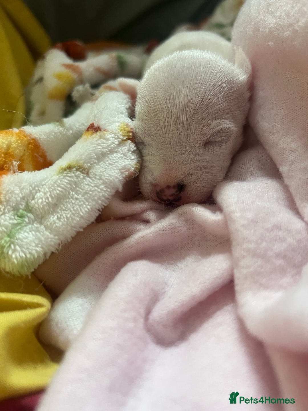 Jack Russell dogs for sale: Stunning Miniature Jack Russell Puppies!!! - Image 9