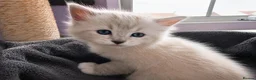 Ragdoll cats for sale: Registered ragdoll kittens by grand champion in Scunthorpe - Advert 6