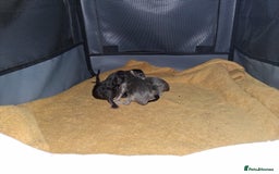 Maine Coon cats for sale: Stunning litter of maine coon kittens  - Advert 32