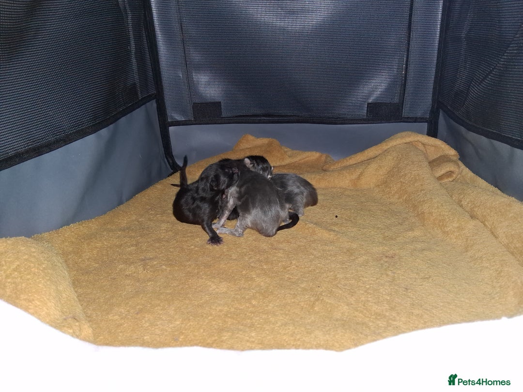 Maine Coon cats for sale: Stunning litter of maine coon kittens  - Advert 32