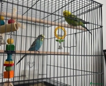 Budgerigars birds budgies - Advert 1
