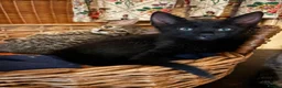 Savannah cats for sale: SavannahX GORGEOUS kittens  - Advert 9