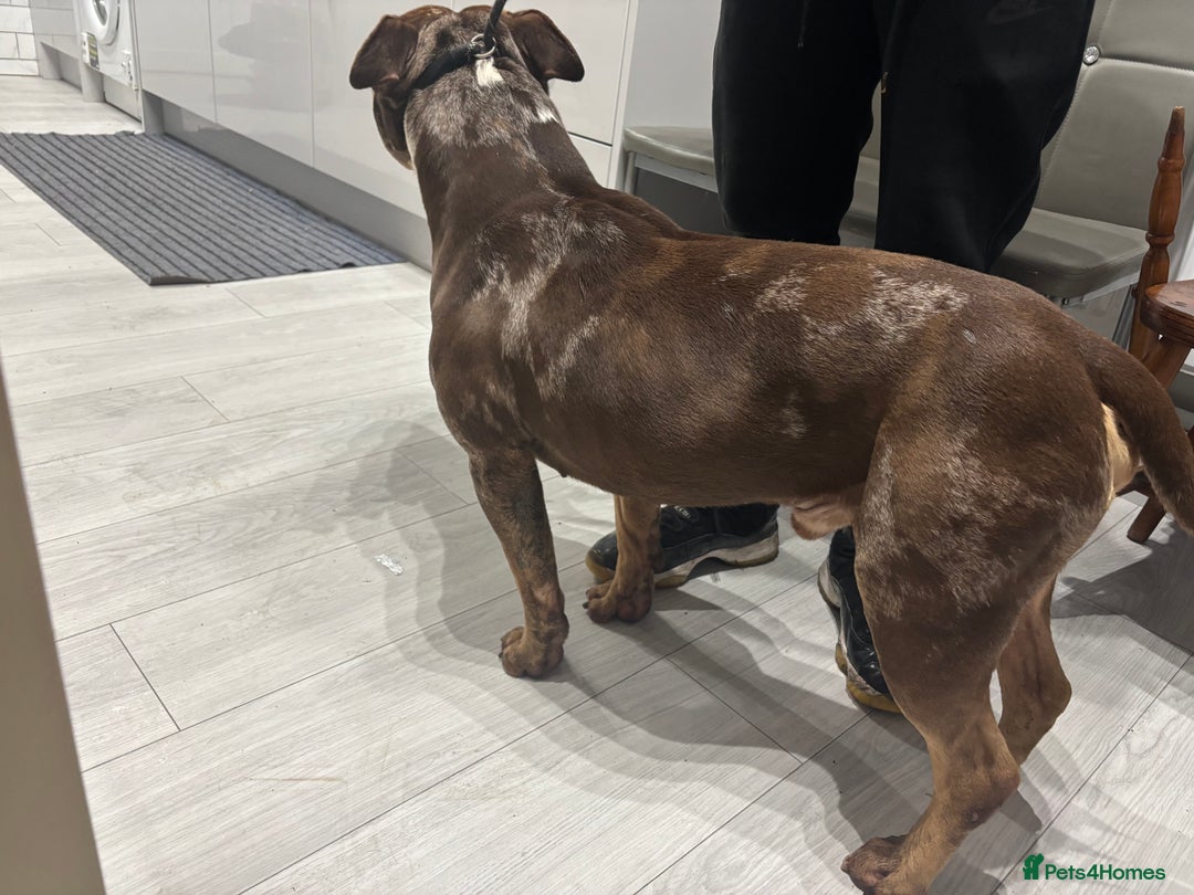 American Bully dogs for sale: Pocket Available For Sale - Advert 4