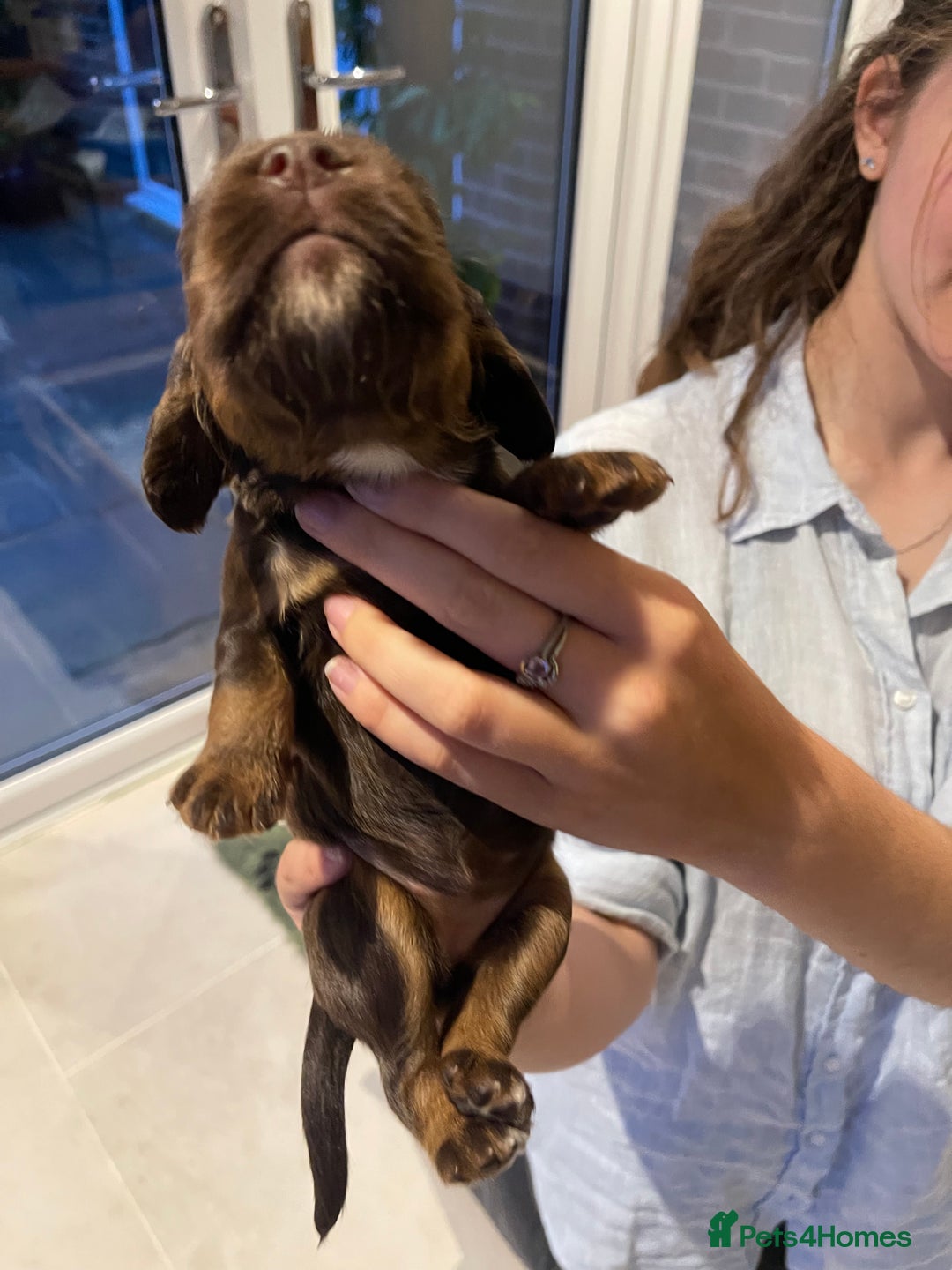 Cocker Spaniel dogs for sale:  KC Registered Working Cocker Spaniel Puppies - Image 32