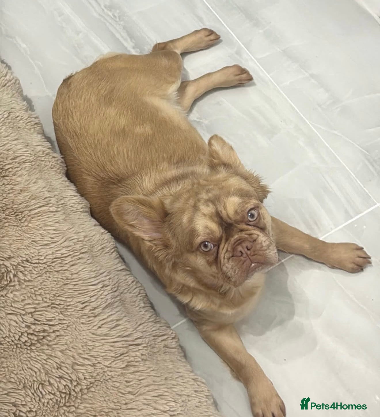 French Bulldog dogs Full fluffy frenchies  - Advert 2