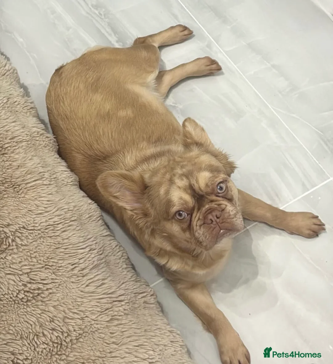 French Bulldog dogs for sale: Full fluffy frenchies  - Advert 1