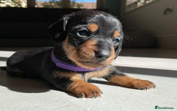 Miniature Dachshund dogs for sale: KC Registered Miniature Dachshund Puppies    - Image 14
