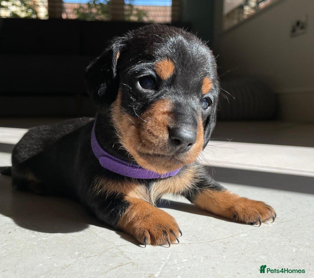 Miniature Dachshund dogs for sale: KC Registered Miniature Dachshund Puppies    - Image 14