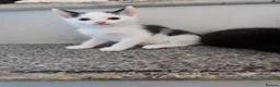 Mixed Breed cats for sale: 3 beautiful kittens  - Advert 21