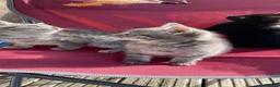Mixed Breed cats for sale: 3 girl kittens- 2 grey & 1 black  - Advert 26