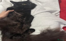 British Longhair cats for sale: British long hair + Turkish Angora - Image 9