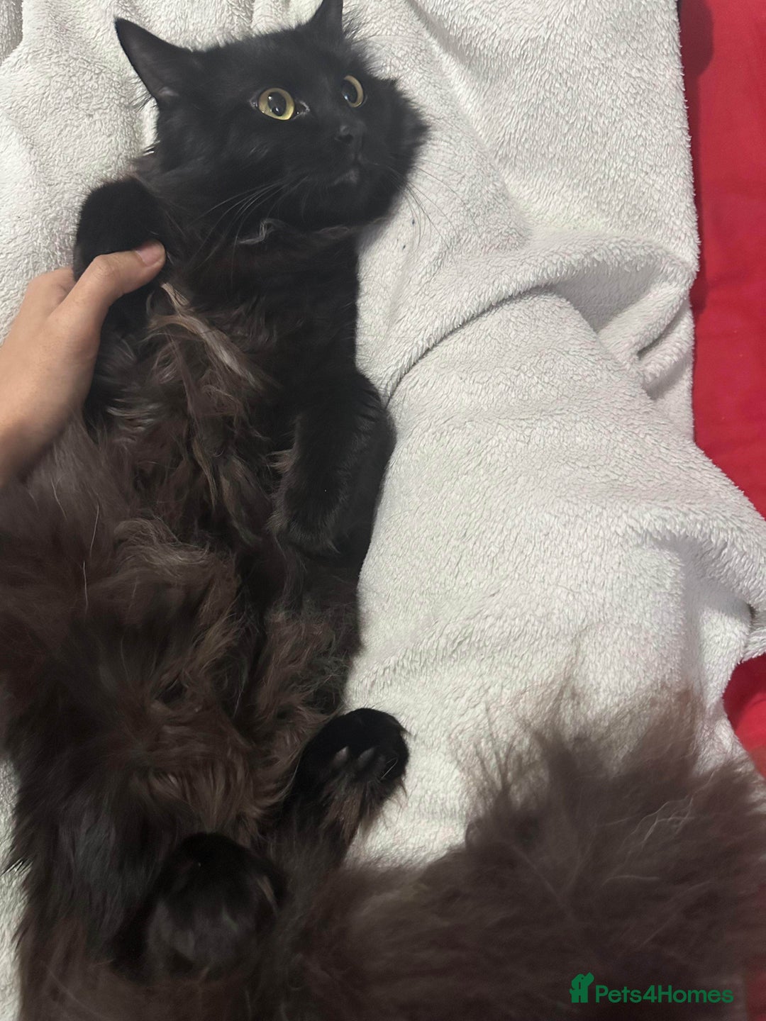 British Longhair cats for sale: British long hair + Turkish Angora - Image 9
