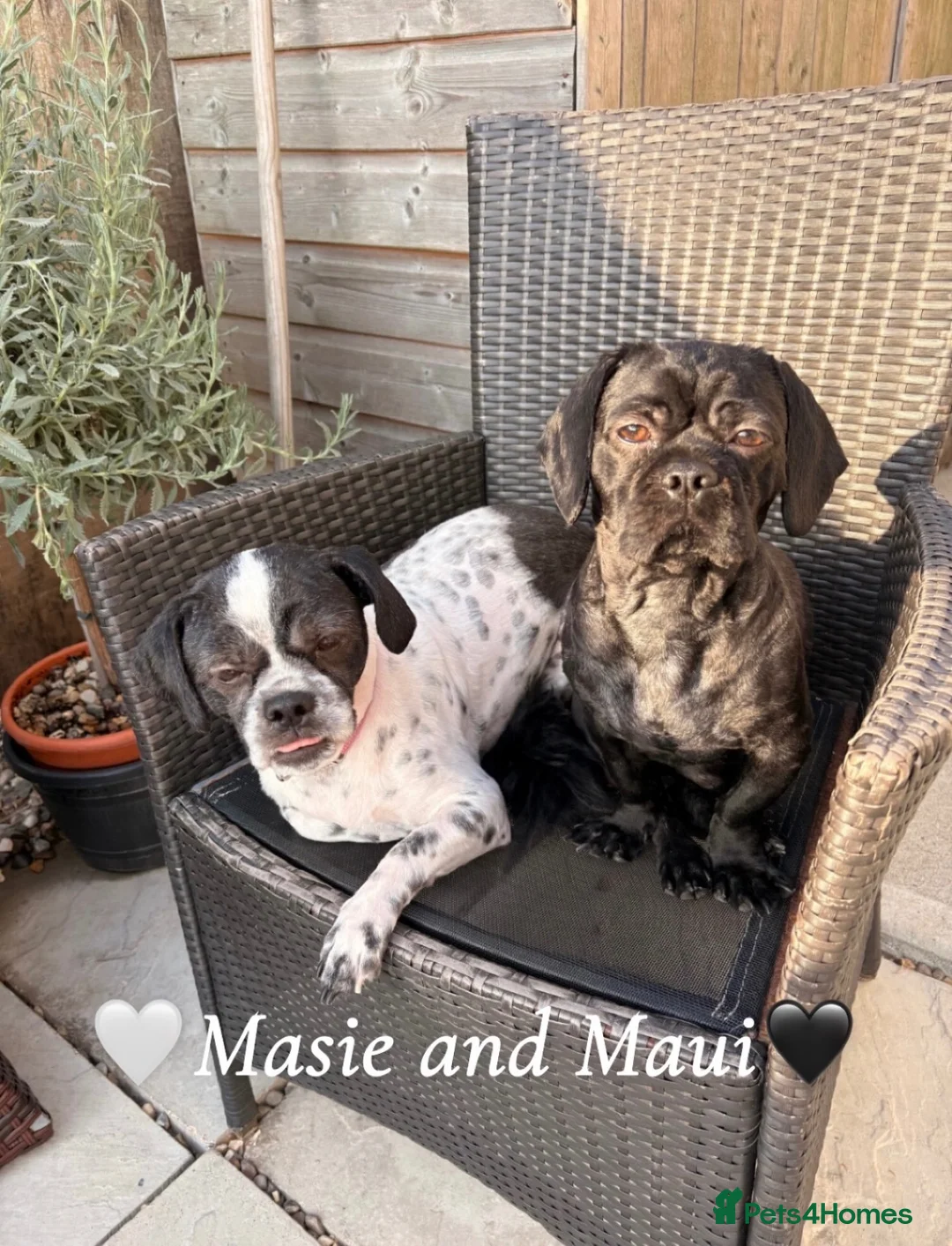Mixed Breed dogs for sale: 🐾Shih Tzu x Lhasa Apso (Shih Apso) puppies  - Advert 21