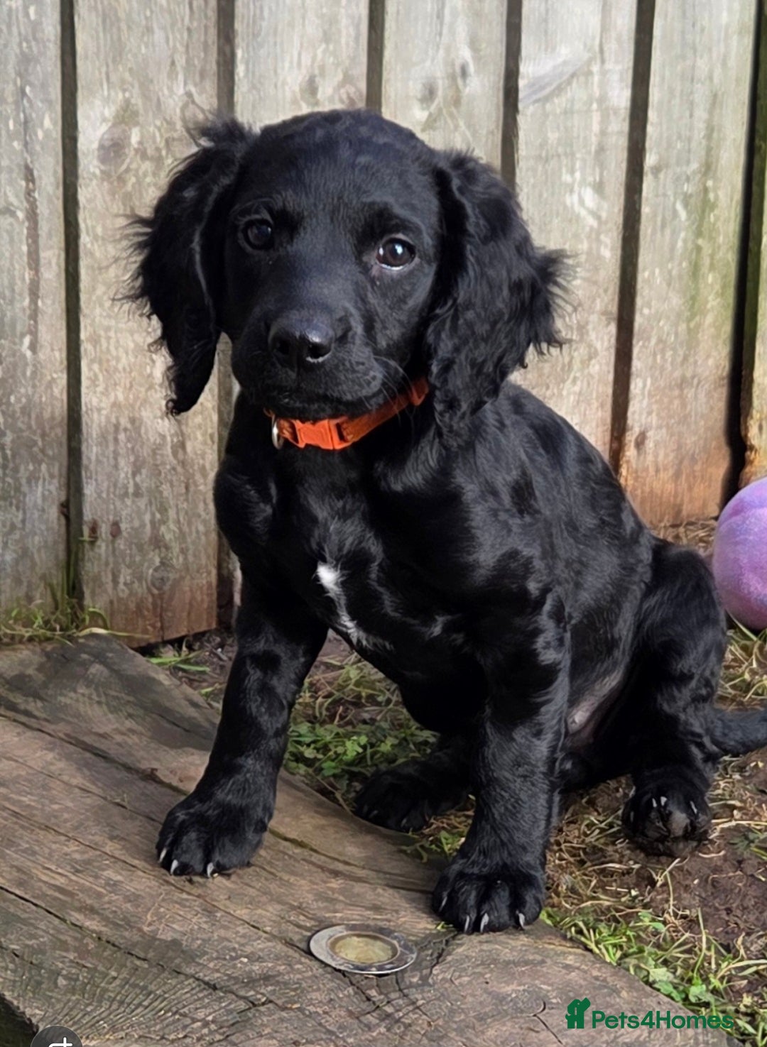 Cockapoo dogs for sale: F2 cockapoo puppies - Advert 1