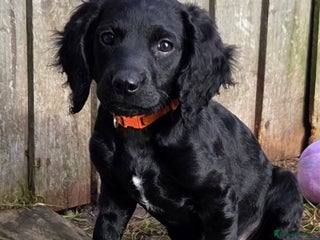 Cockapoo dogs F2 cockapoo puppies - Advert 9