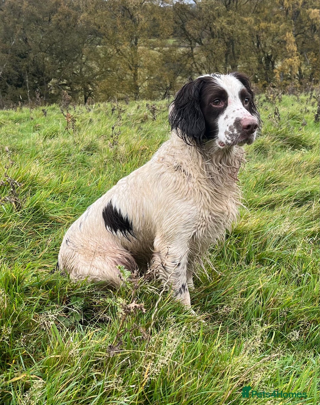 English Springer Spaniel dogs for stud: Springer spaniel for stud  - Advert 2