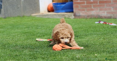 Cockapoo dogs - Advert 16