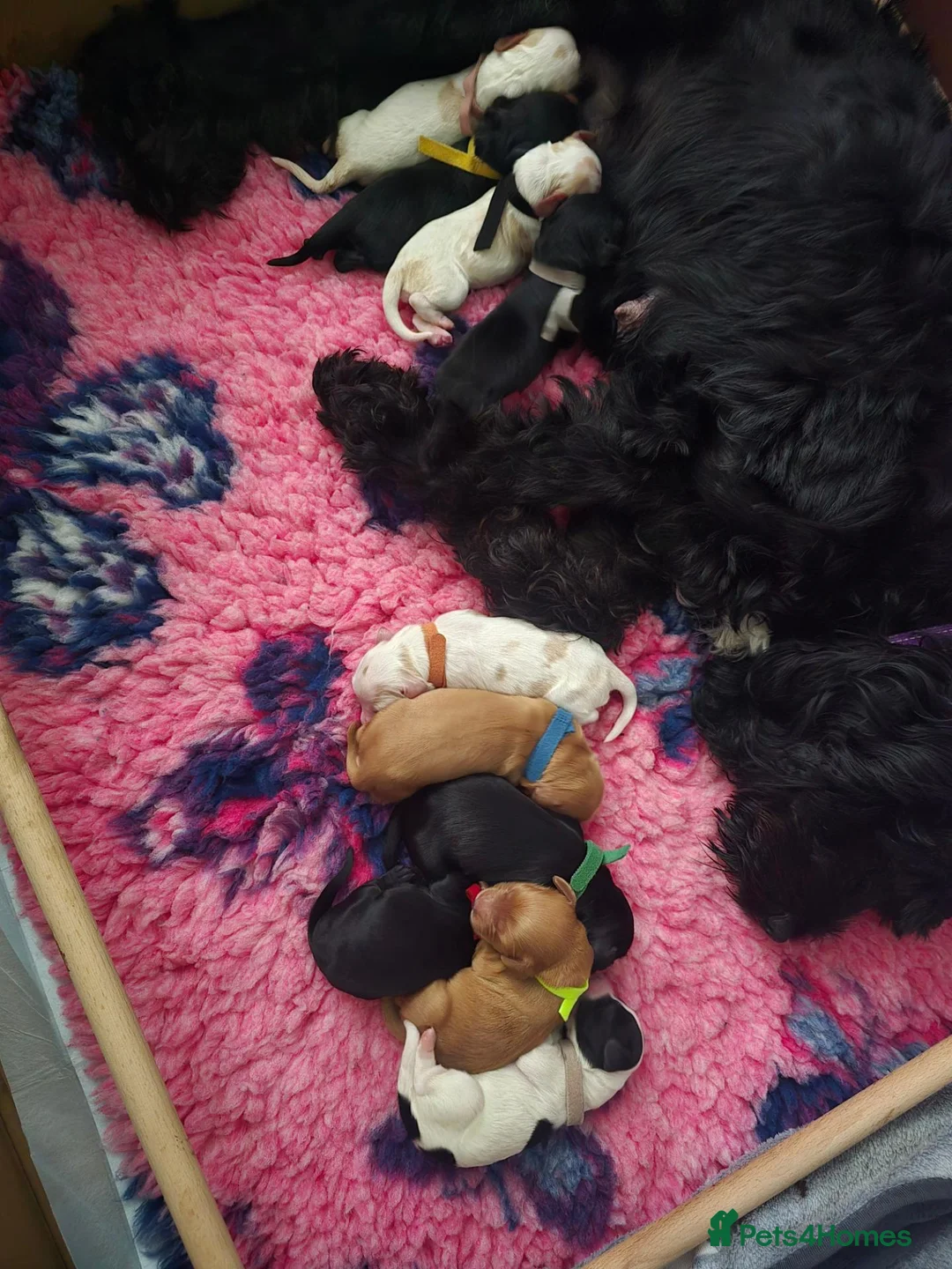 Cockapoo dogs for sale: White and brown cockapoo puppy  - Advert 2