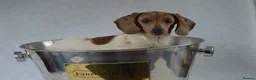Miniature Dachshund dogs for sale: Mini smooth dachshund puppies  - Advert 9